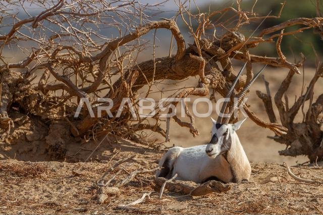 Arabian oryx or white oryx (Oryx leucoryx)