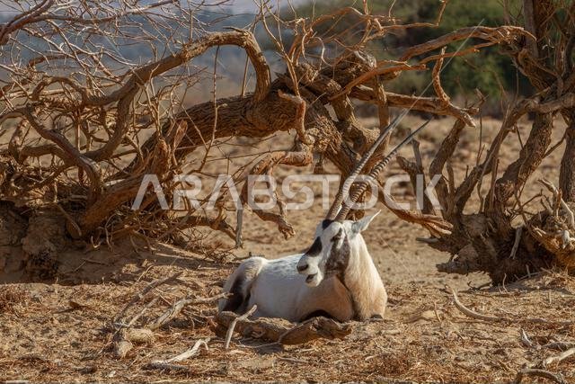 المها العربي أو المها الأبيض (Oryx leucoryx)