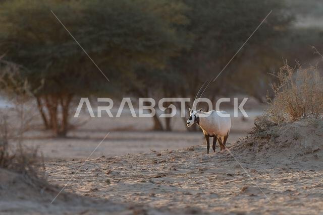 المها العربي أو المها الأبيض (Oryx leucoryx)