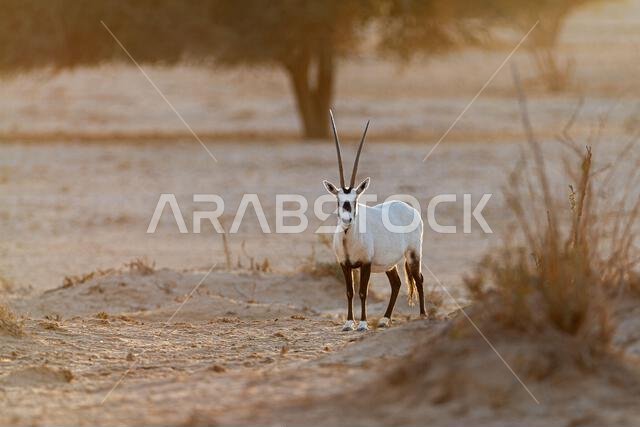 Arabian oryx or white oryx (Oryx leucoryx)