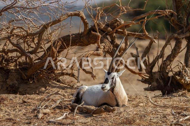 المها العربي أو المها الأبيض (Oryx leucoryx)
