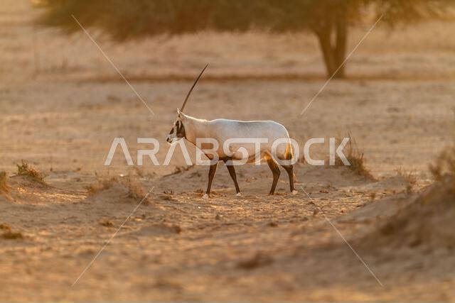 Arabian oryx or white oryx (Oryx leucoryx)