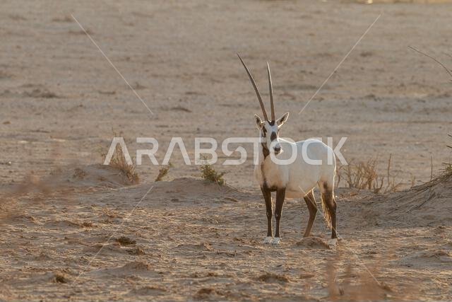المها العربي أو المها الأبيض (Oryx leucoryx)