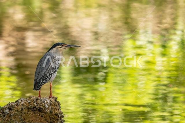 مالك الحزين المخطط - Butorides striatus، مالك الحزين الجميل والصغير والخجول من البحيرات الأفريقية والمياه العذبة، جزيرة موريشيوس.