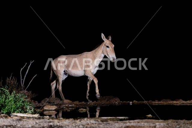 الحمار البري الآسيوي (Equus hemionus onager)، يأتي لشرب الماء ليلاً في صحراء النقب