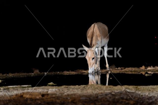 Onager, Asiatic wild ass (Equus hemionus onager) , coming to drink water at night in the Negev desert Onager, Asiatic wild ass (Equus hemionus onager) , coming to drink water at night in the Negev desert
