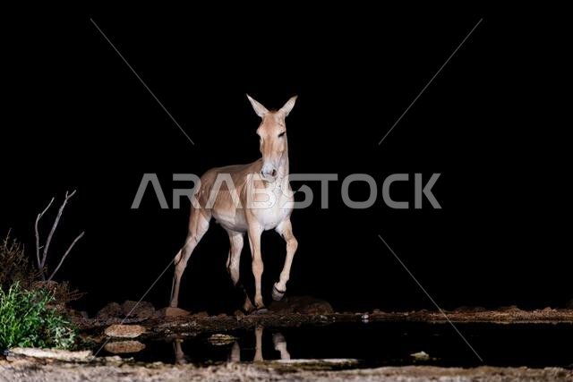 Onager, Asiatic wild ass (Equus hemionus onager) , coming to drink water at night in the Negev desert Onager, Asiatic wild ass (Equus hemionus onager) , coming to drink water at night in the Negev desert