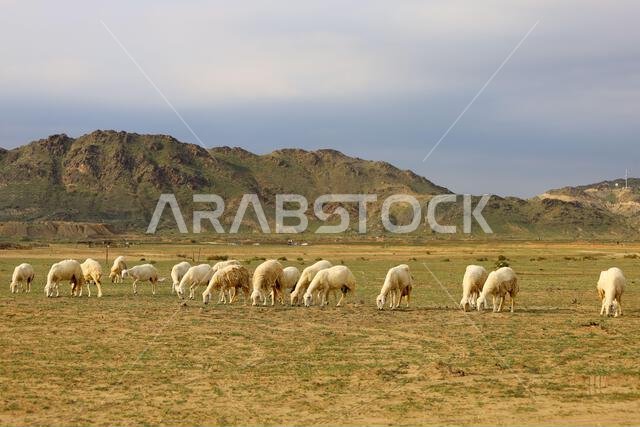 A flock of sheep on the beautiful mountain - Saudi Arabia