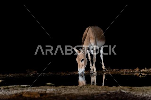 Onager, Asiatic wild ass  (Equus hemionus onager) , coming to drink water at night in the Negev desert