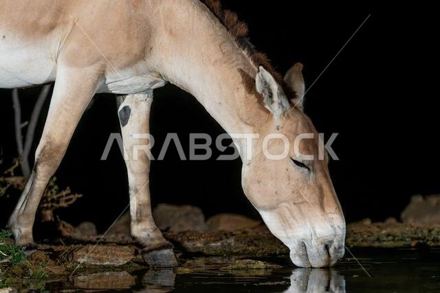 الحمار البري الآسيوي (Equus hemionus onager)، يأتي لشرب الماء ليلاً في صحراء النقب