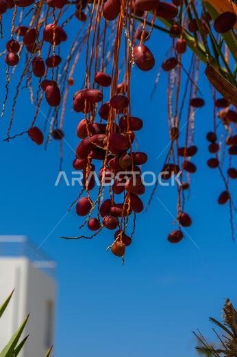Ripe dates (date fruit) ready to be collected