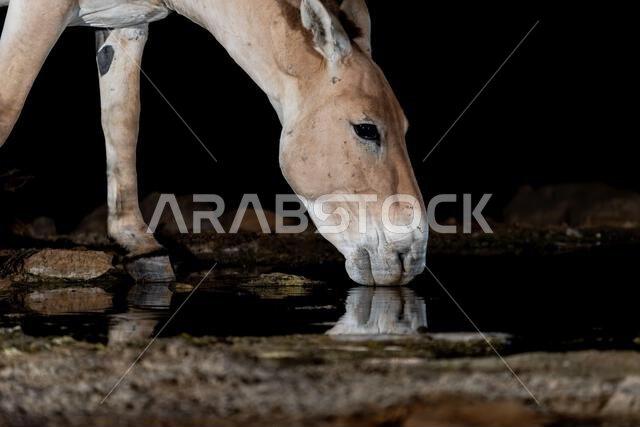 الحمار البري الآسيوي (Equus hemionus onager)، يأتي لشرب الماء ليلاً في صحراء النقب