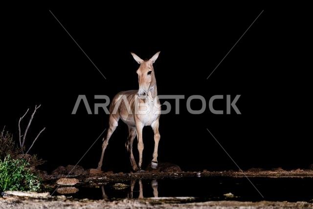 Onager, Asiatic wild ass  (Equus hemionus onager) , coming to drink water at night in the Negev desert