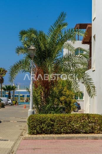 .date palm near white villa in cyprus near the sea