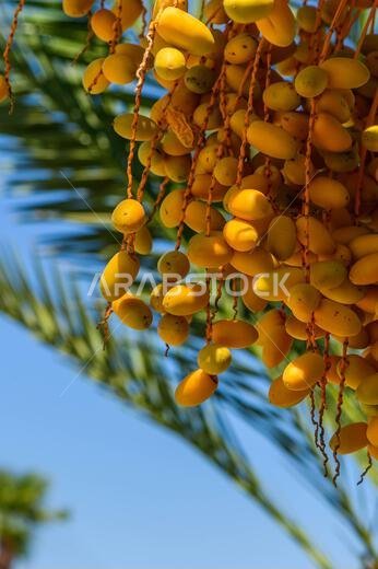 Date palm branches with ripe dates. Saudi arabian dates farm.