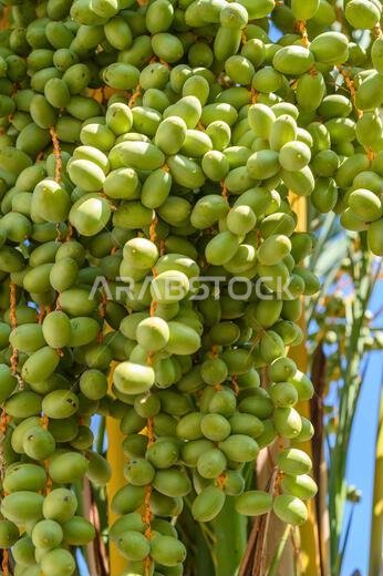 عناقيد ثمار التمر الأخضر غير الناضج على نخلة التمر، صورة مقربة. صورة عمودية. عناقيد ثمار التمر الأخضر غير الناضج على نخلة التمر، صورة مقربة. صورة عمودية.