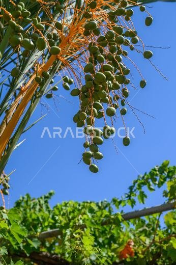 صورة مقرّبة لعناقيد التمر الخضراء الفاتحة الطازجة المتدلية من شجرة نخيل التمر صورة مقرّبة لعناقيد التمر الخضراء الفاتحة الطازجة المتدلية من شجرة نخيل التمر