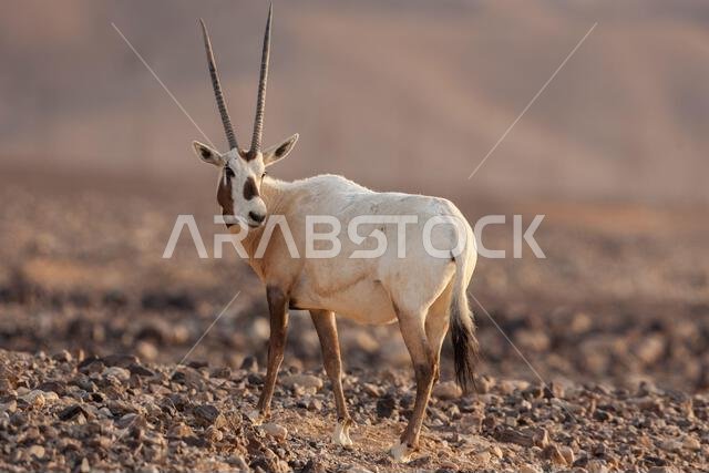 Arabian oryx or white oryx (Oryx leucoryx)