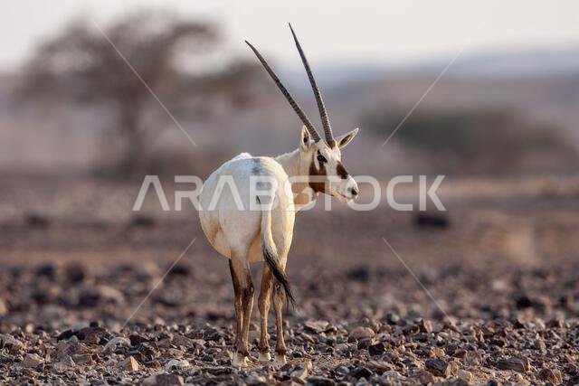 Arabian oryx or white oryx (Oryx leucoryx) Arabian oryx or white oryx (Oryx leucoryx)