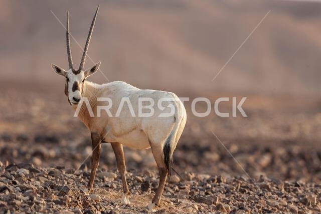 المها العربي أو المها الأبيض (Oryx leucoryx)