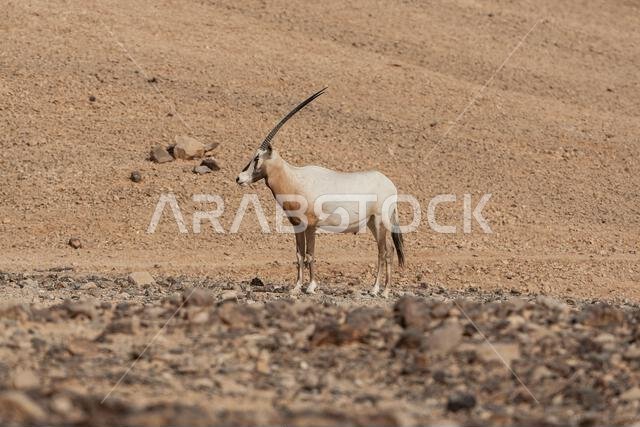 المها العربي أو المها الأبيض (Oryx leucoryx)