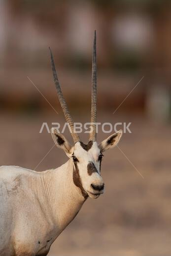 المها العربي أو المها الأبيض (Oryx leucoryx)