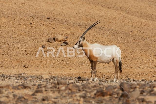 Arabian oryx or white oryx (Oryx leucoryx)