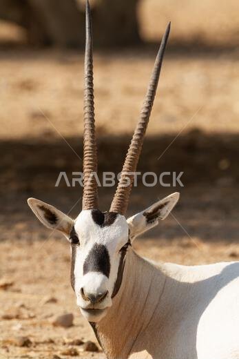 Arabian oryx or white oryx (Oryx leucoryx)