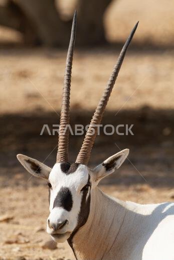 المها العربي أو المها الأبيض (Oryx leucoryx)