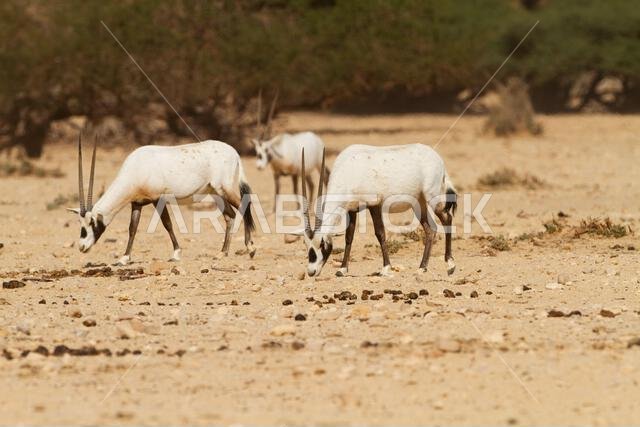 Arabian oryx or white oryx (Oryx leucoryx)