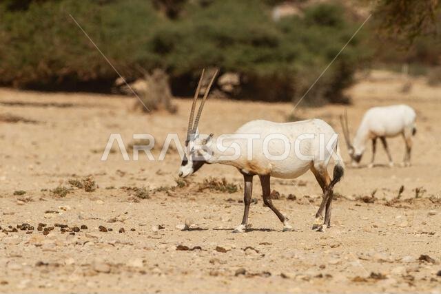 المها العربي أو المها الأبيض (Oryx leucoryx)