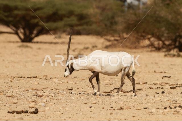 المها العربي أو المها الأبيض (Oryx leucoryx)