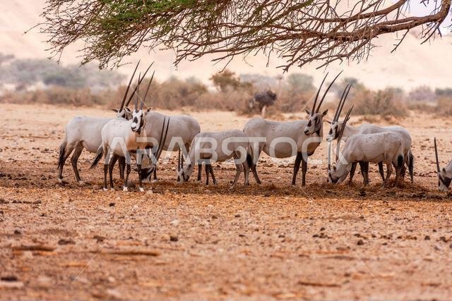 المها العربي أو المها الأبيض (Oryx leucoryx)