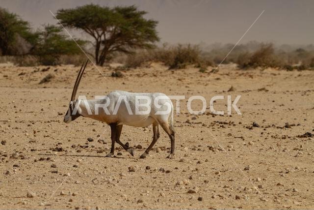 Arabian oryx or white oryx (Oryx leucoryx)