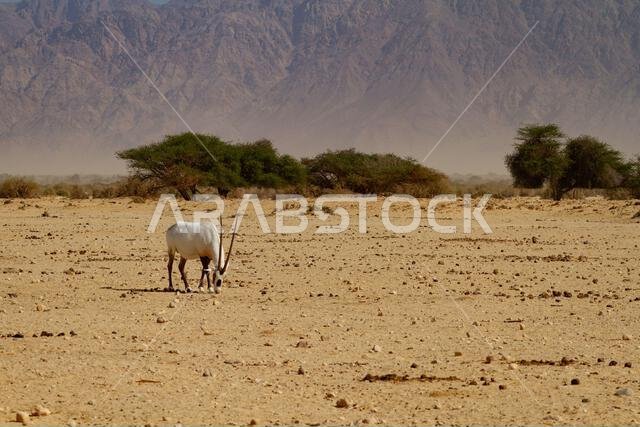 المها العربي أو المها الأبيض (Oryx leucoryx) المها العربي أو المها الأبيض (Oryx leucoryx)