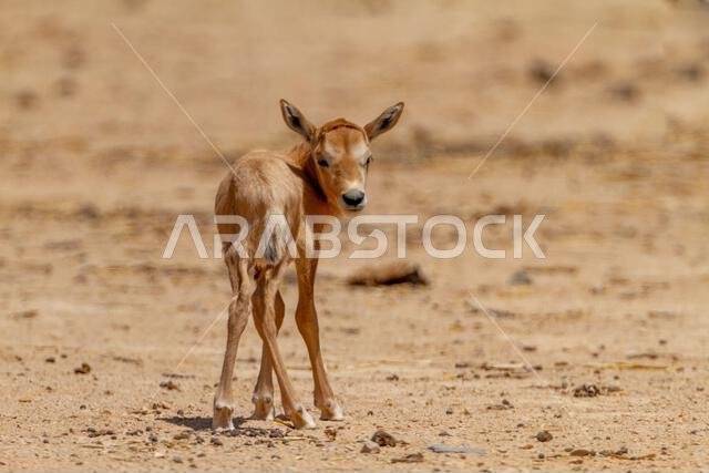 المها العربي حديث الولادة أو المها الأبيض (Oryx leucoryx)