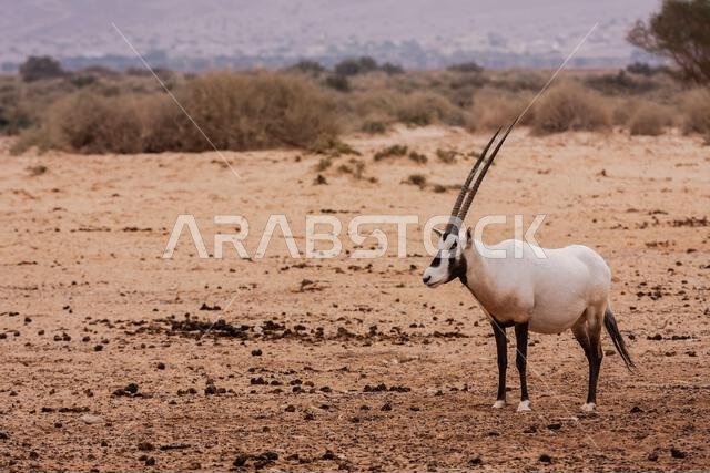 المها العربي أو المها الأبيض (Oryx leucoryx)