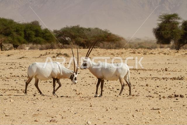 المها العربي أو المها الأبيض (Oryx leucoryx)