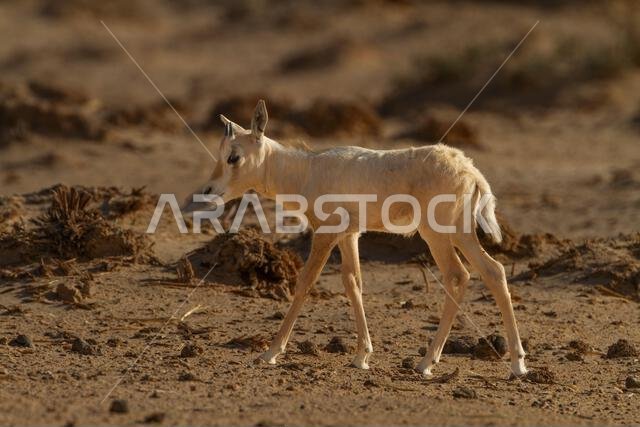 New born  Arabian oryx or white oryx (Oryx leucoryx)