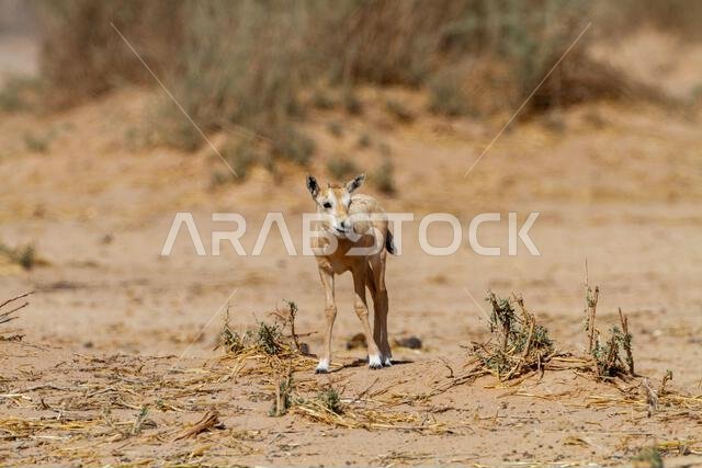 New born  Arabian oryx or white oryx (Oryx leucoryx)