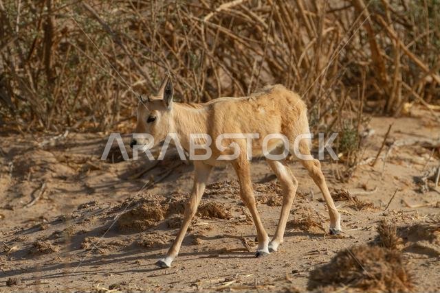 المها العربي حديث الولادة أو المها الأبيض (Oryx leucoryx)