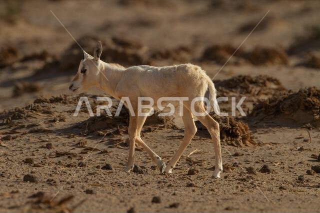 المها العربي حديث الولادة أو المها الأبيض (Oryx leucoryx)