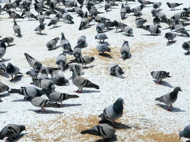 Mecca, Saudi Arabia, June 4 2024: Al Haram Pigeons, distinguished by the beauty of its shape, colors, long neck and the distinctive colors that surrou