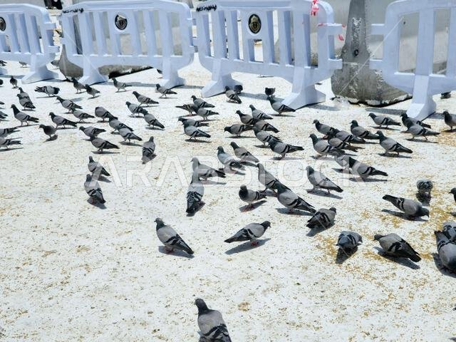 Mecca, Saudi Arabia, June 5 2024: Al Haram Pigeons, distinguished by the beauty of its shape, colors, long neck and the distinctive colors that surrou