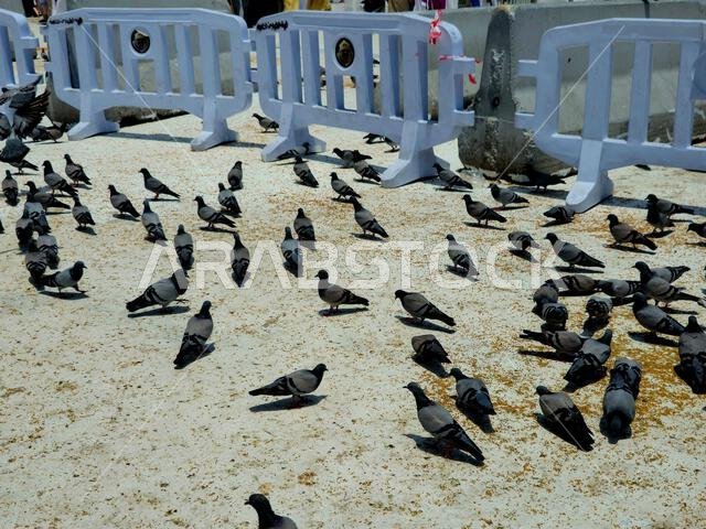 Al Haram Pigeons, distinguished by the beauty of its shape, colors, long neck and the distinctive colors that surround its neck, and the eyes drawn, s