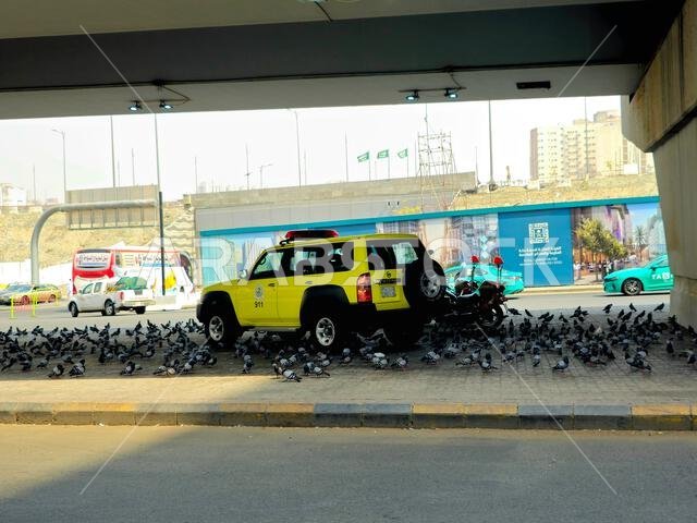 Mecca, Saudi Arabia, June 8 2024: A Nissan Patrol civil defense car surrounded by lot of Haram pigeons in the street of Makkah, capital of Mecca Provi