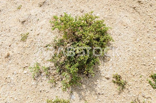 شجيرة صحراوية تُعرف باسم خريز أو خريزة، وتوجد في قطر شجيرة صحراوية تُعرف باسم خريز أو خريزة، وتوجد في قطر