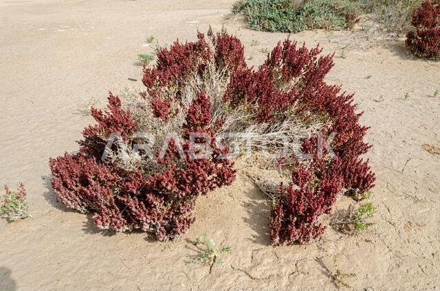 شجيرة صحراوية تُعرف باسم خريز أو خريزة، وتوجد في قطر شجيرة صحراوية تُعرف باسم خريز أو خريزة، وتوجد في قطر