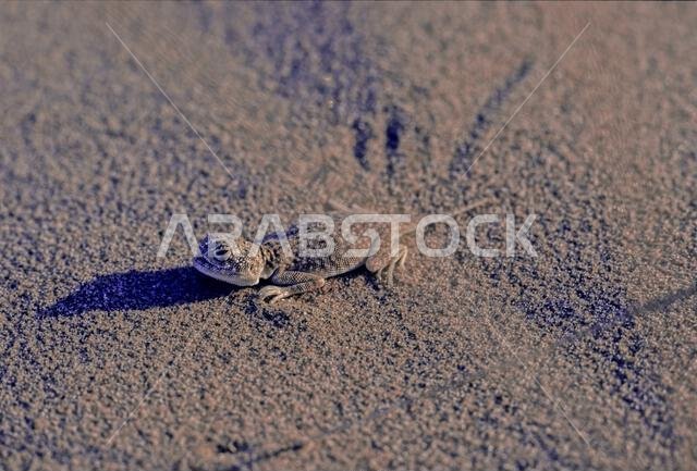 العجمة العربية ذات رأس الضفدع (Phrynocephalusarabicus) هي نوع من السحالي العجمية الموجودة في المملكة العربية السعودية وقطر والإمارات العربية المتحدة وعمان وإيران ودول أخرى.