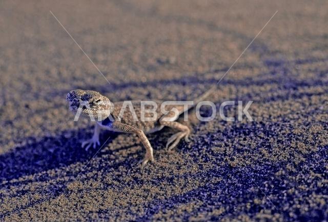 العجمة العربية ذات رأس الضفدع (Phrynocephalusarabicus) هي نوع من السحالي العجمية الموجودة في المملكة العربية السعودية وقطر والإمارات العربية المتحدة وعمان وإيران ودول أخرى.